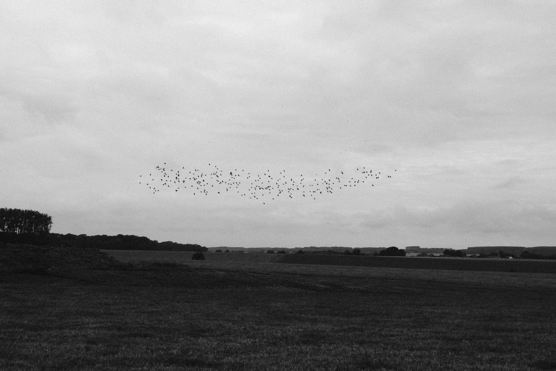 Flock of birds crossing a pale sky above a dark open field in black and white.