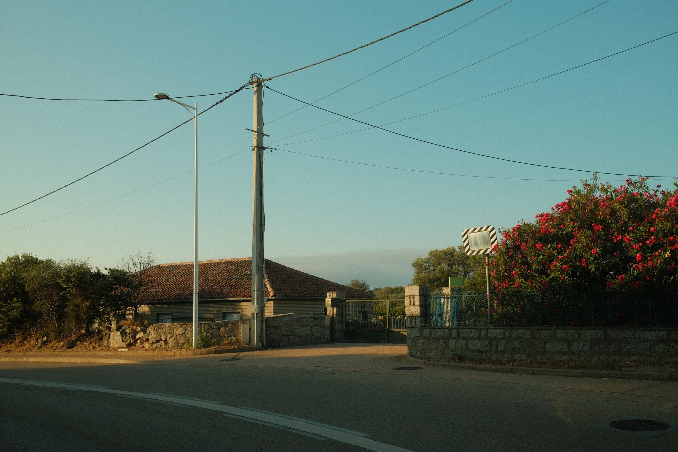 Quiet roadside with utility poles, low houses, and flowering trees in warm evening light.