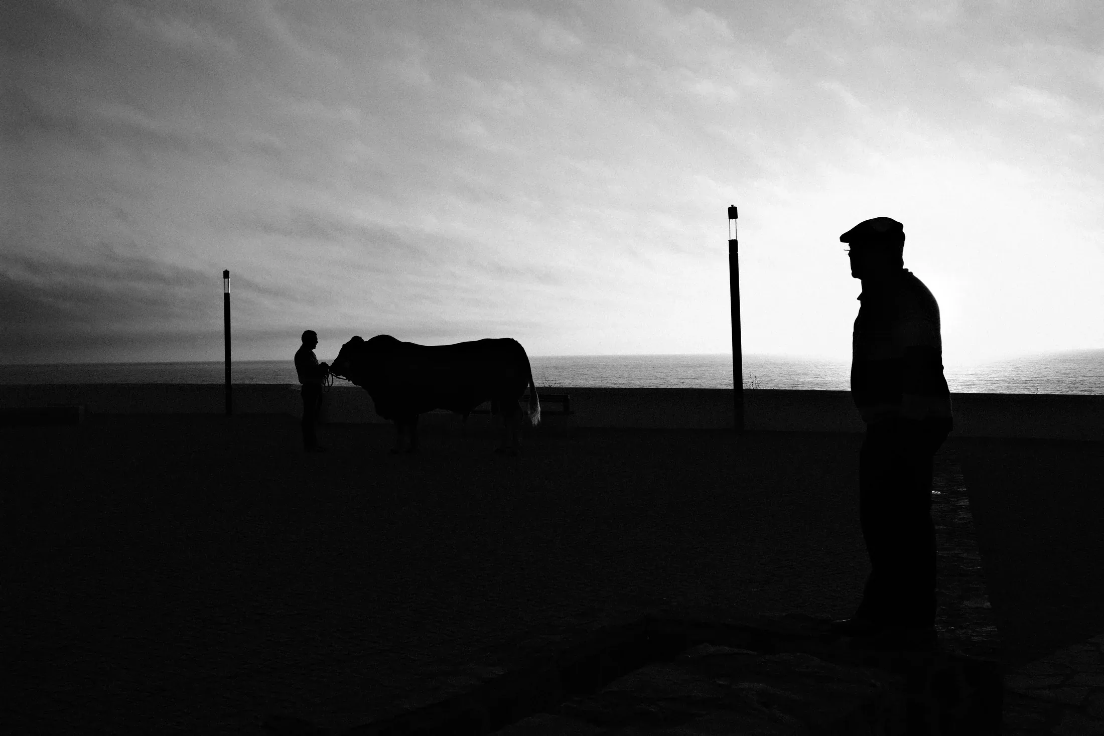 Silhouettes of a person and a grazing cow against the bright coastal horizon.