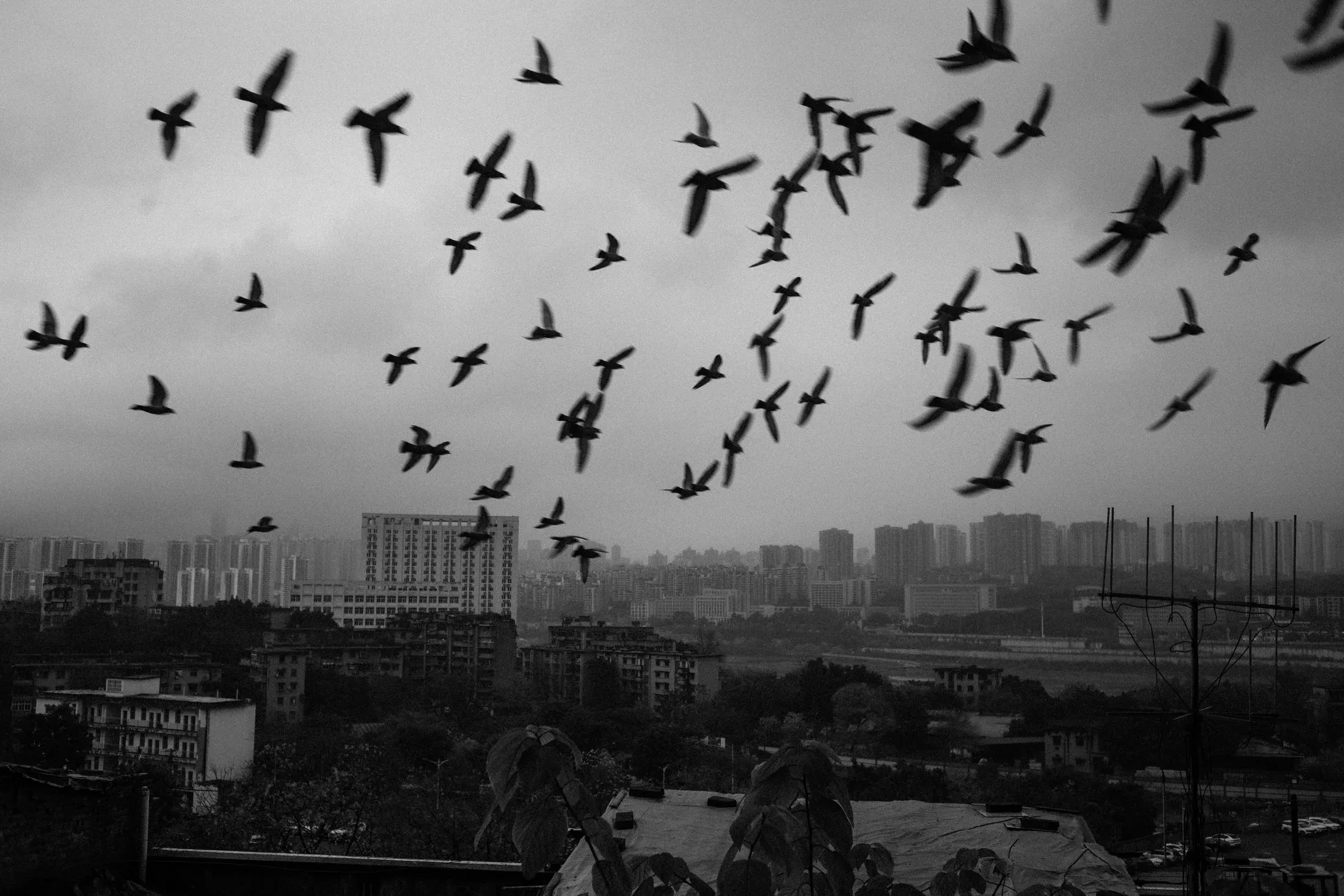 Flock of birds flying above rooftops and distant apartment towers in black and white.