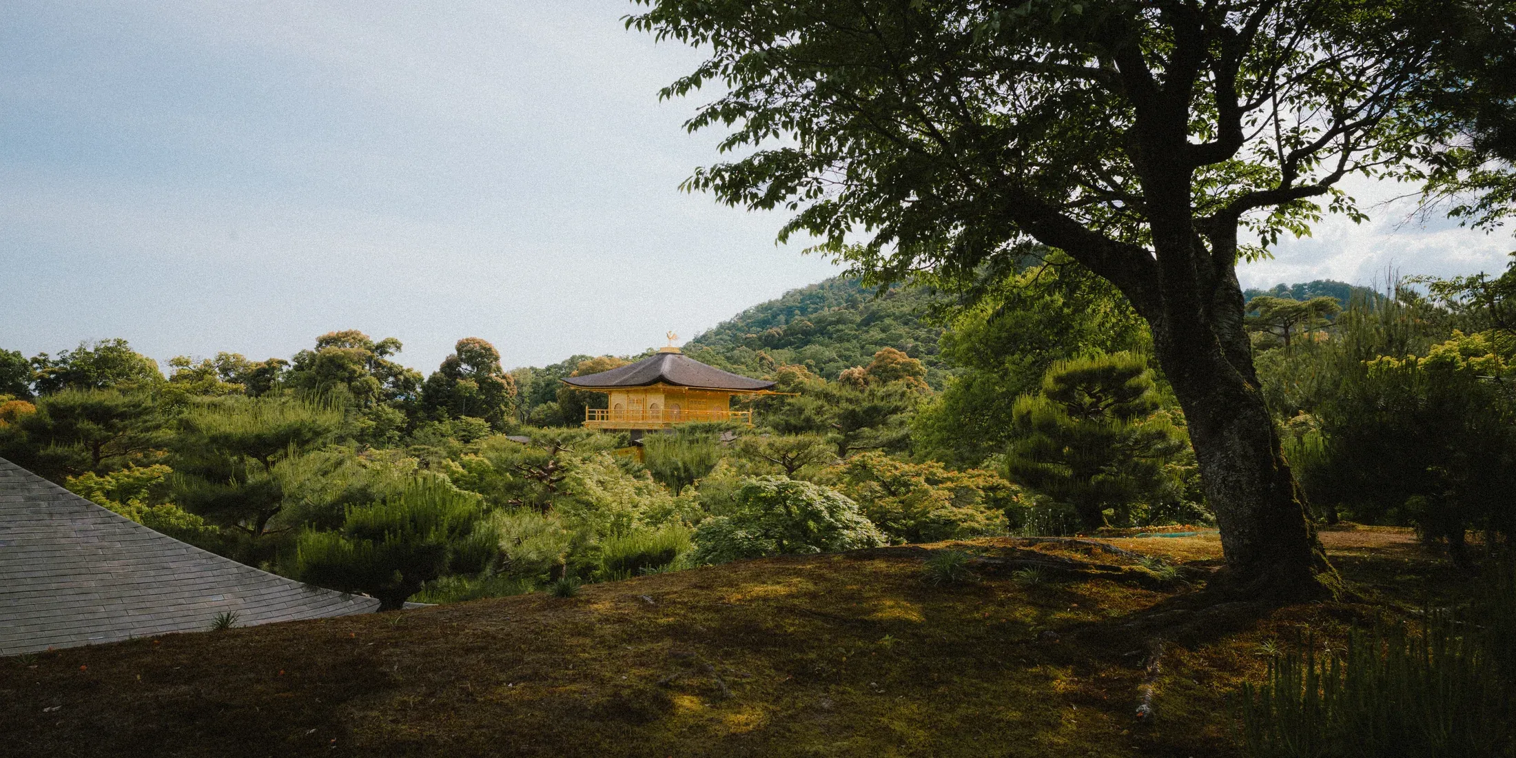 Sunlit garden slope with a broad tree canopy and low hills beyond.