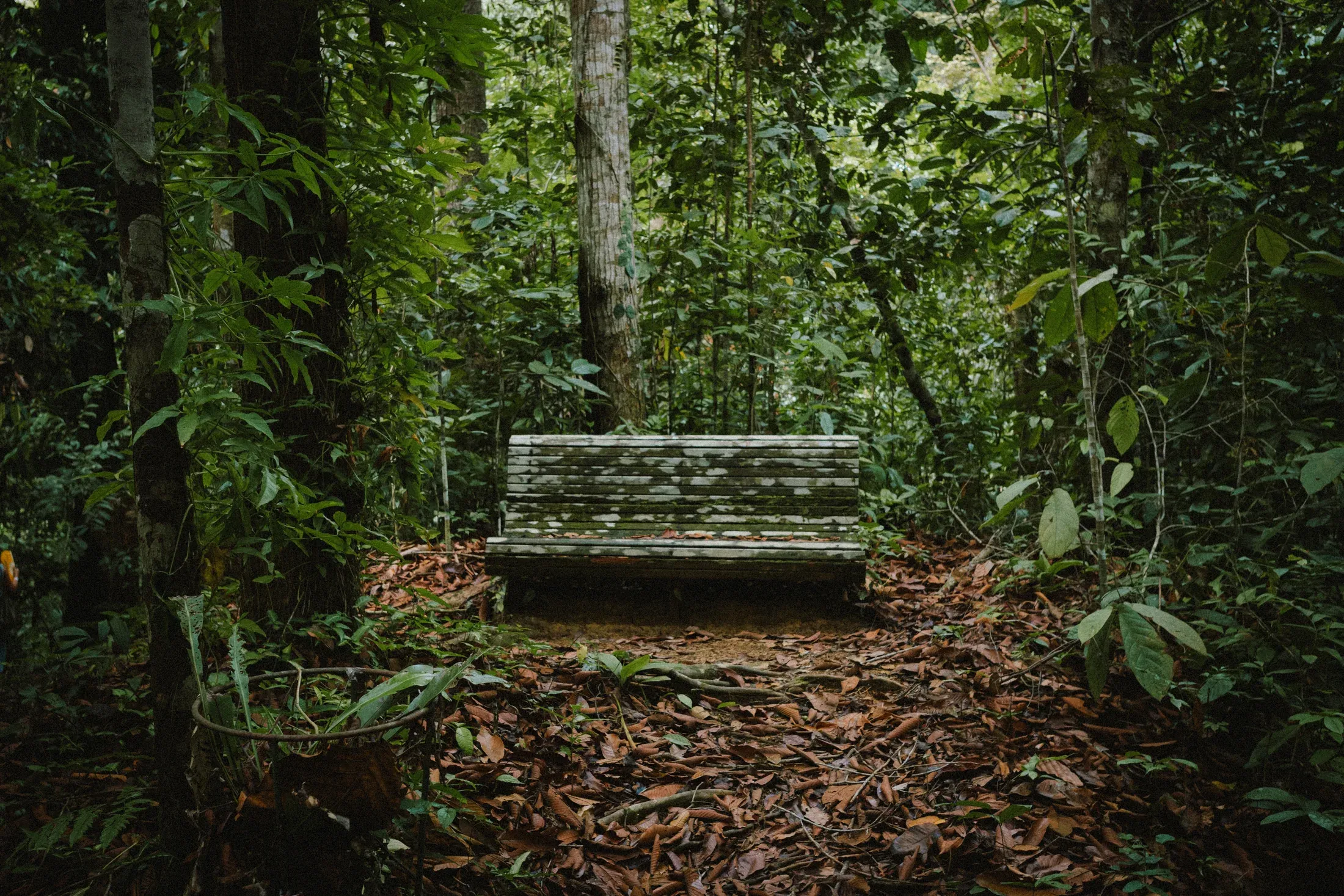 Weathered wooden bench standing alone in dense tropical forest.